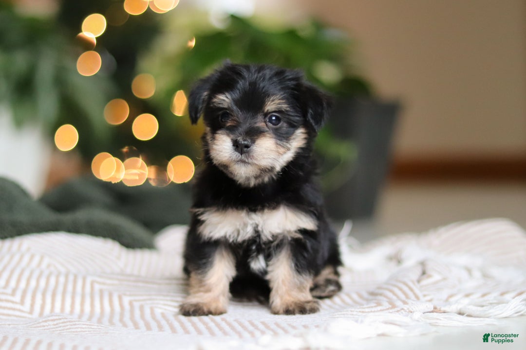 Morkie dogs for sale: Luke - Ad 7