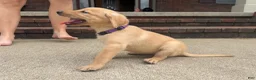 Labrador Retriever dogs for sale: Nala - Ad 3