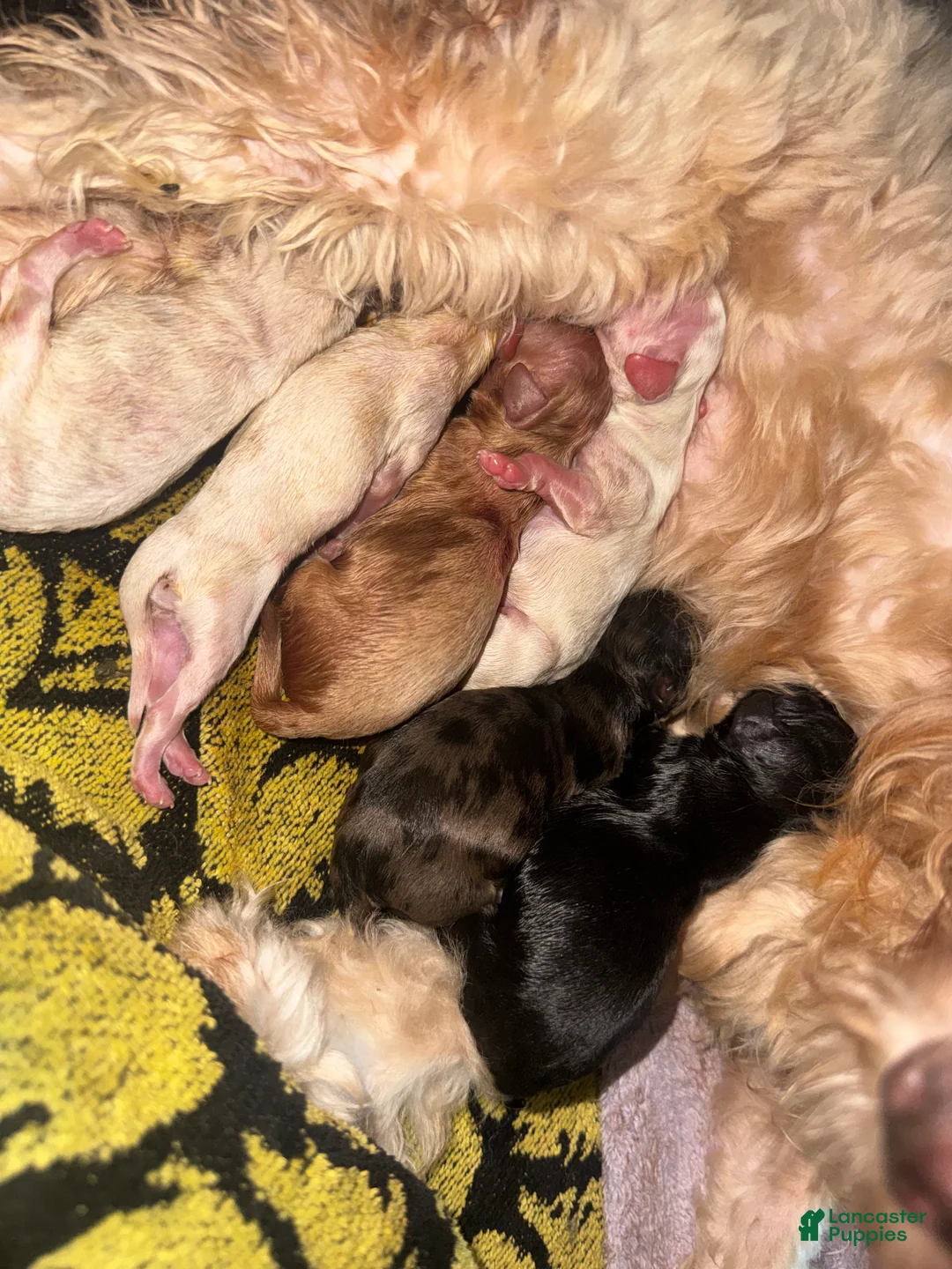 Havapoo dogs for sale: Havapoo Puppy 4 - Ad 1