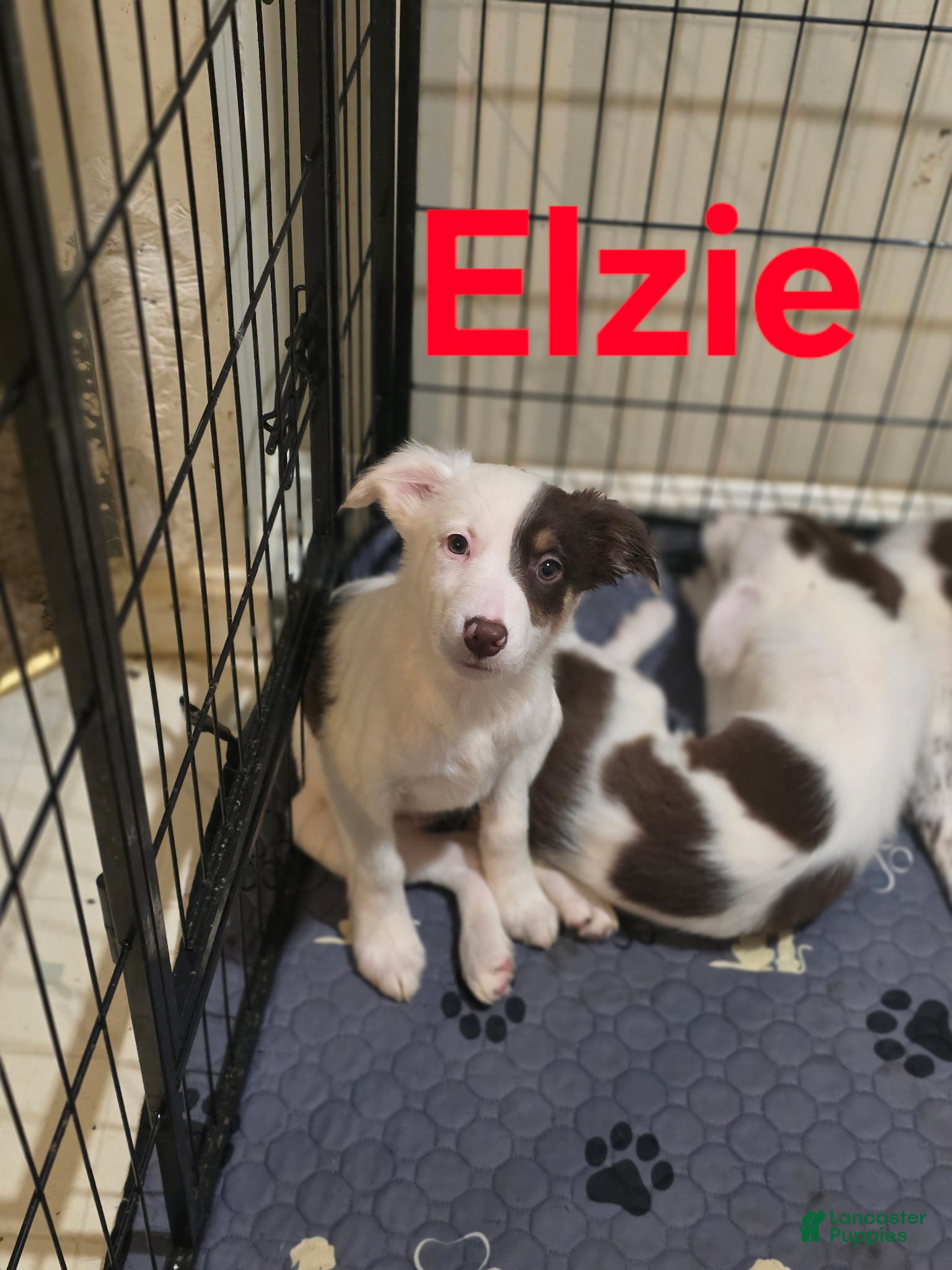 Border Collie dogs Elzie - Ad 38