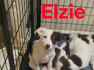 Border Collie dogs Elzie - Ad 38