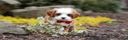 Cavapoo dogs for sale: Little Bear - Ad 1