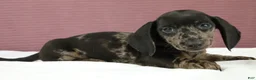 Miniature Dachshund dogs for sale: Gray 🩶 - Ad 5