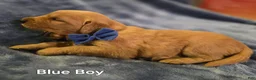 Golden Retriever dogs for sale: Blue Boy - Ad 5