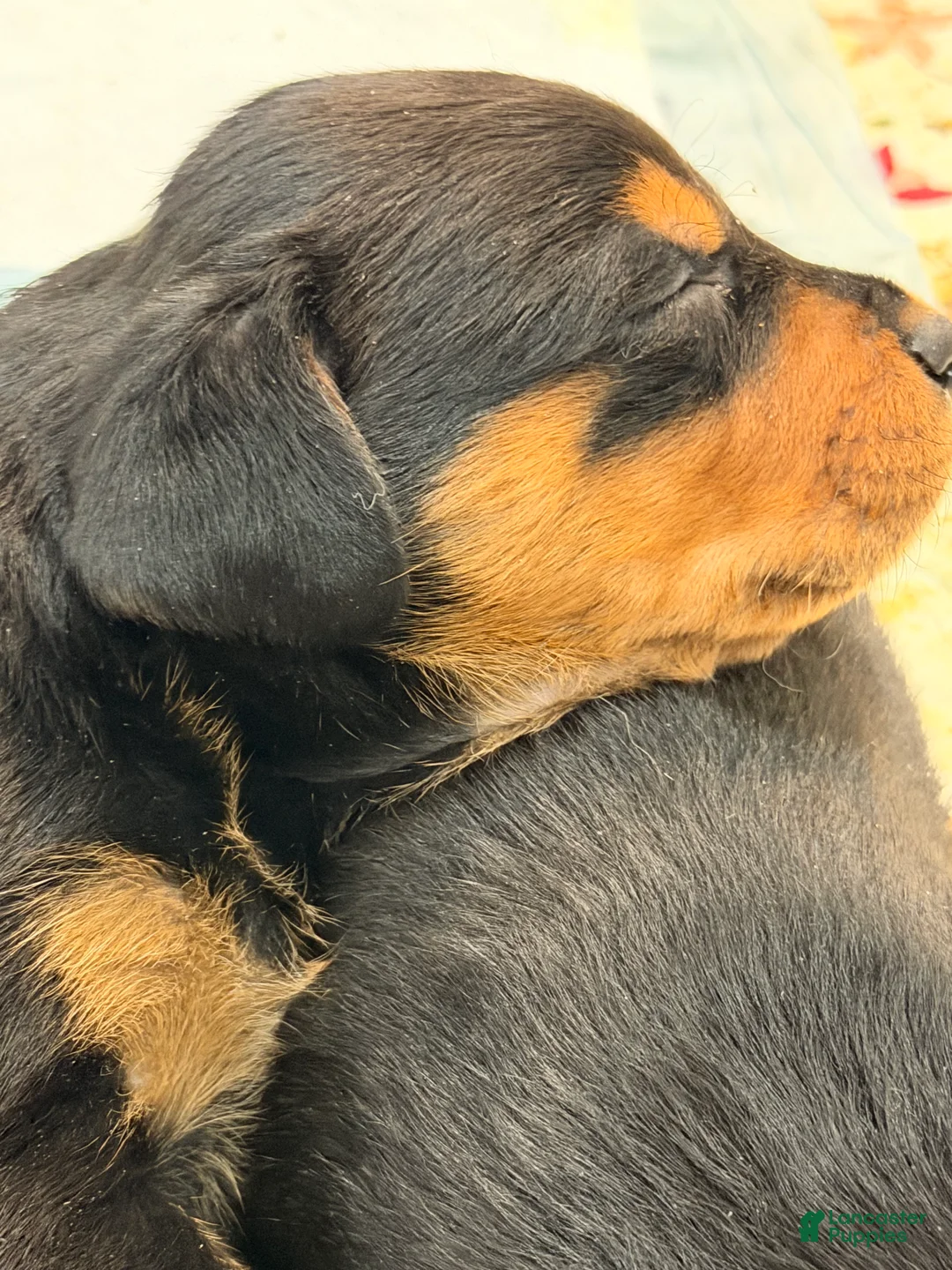 Rottweiler dogs for sale: Rottweiler Puppy 1 - Ad 3