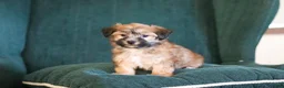 Morkie dogs for sale: Milo - Ad 8