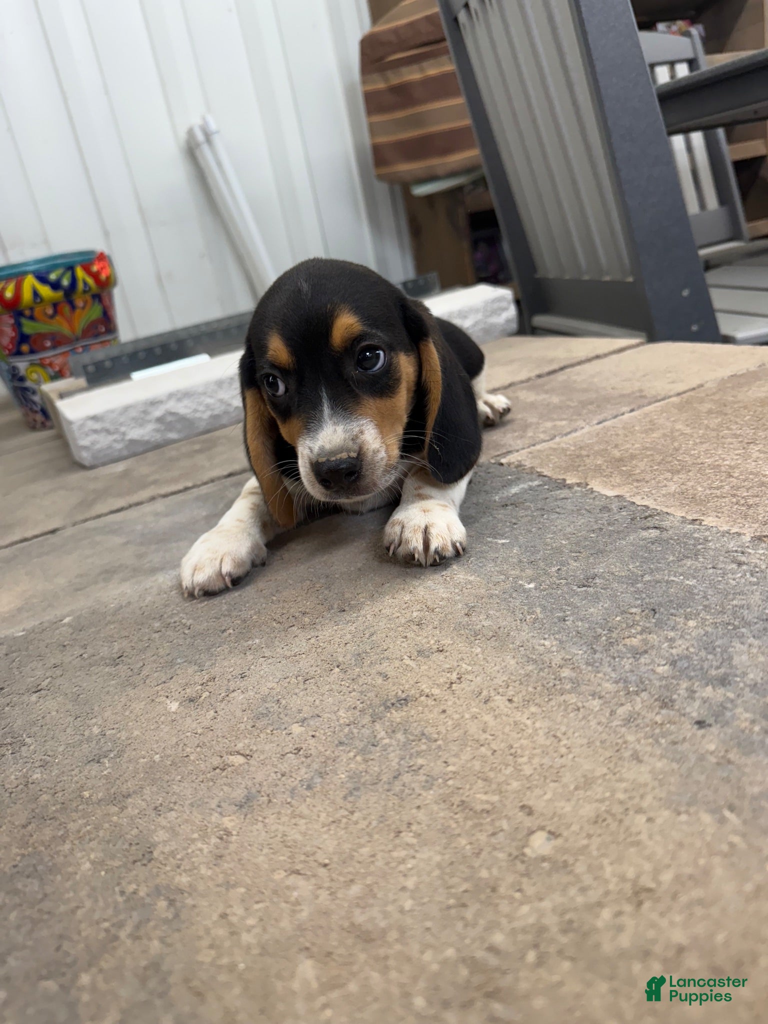 Beagle dogs AKC Sparky - Ad 2