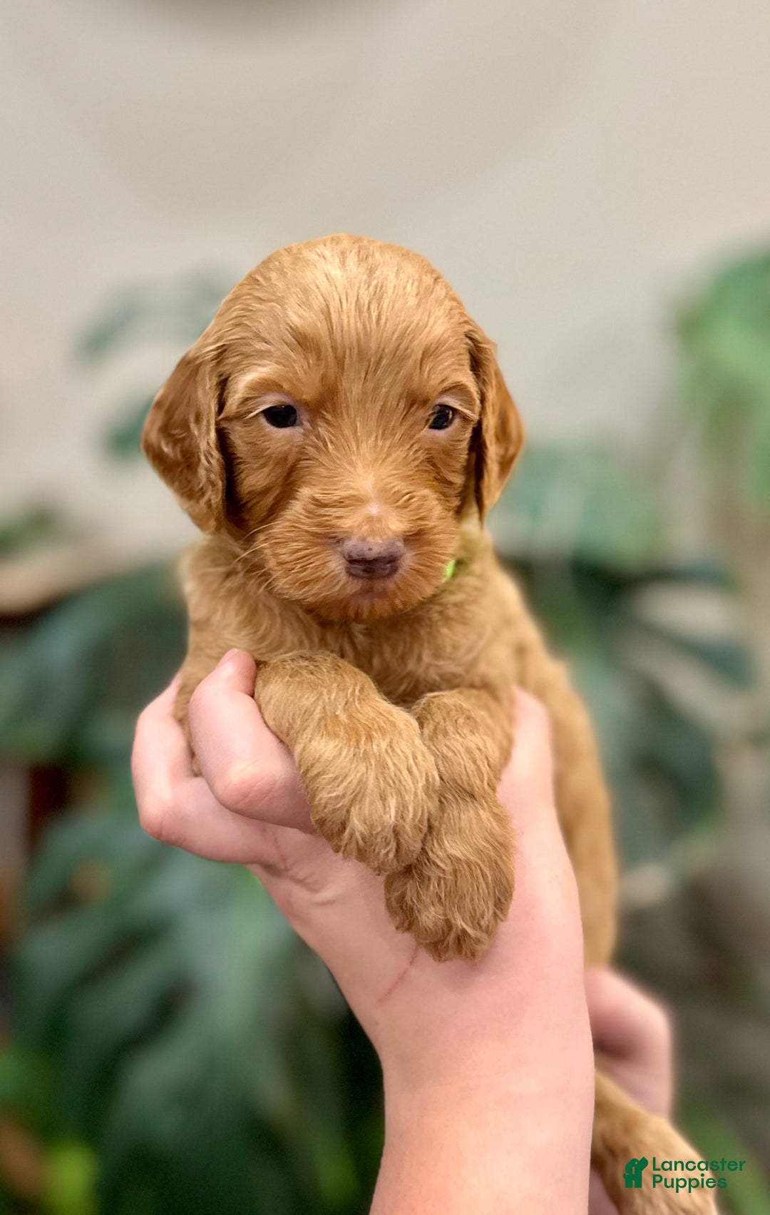 Goldendoodle dogs for sale: Linus  - Ad 2