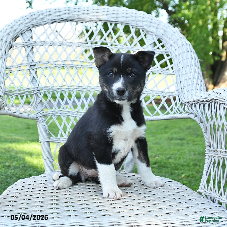 Mixed Breed dogs for sale: Mabel - Ad 3