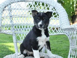 Mixed Breed dogs for sale: Mabel - Ad 3