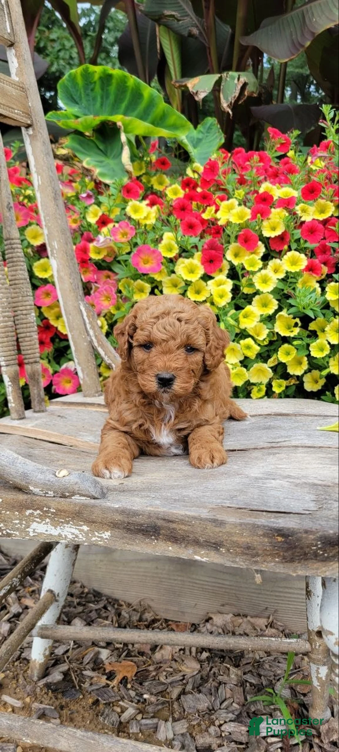 Mini Goldendoodle dogs for sale: Cuddles - Ad 1
