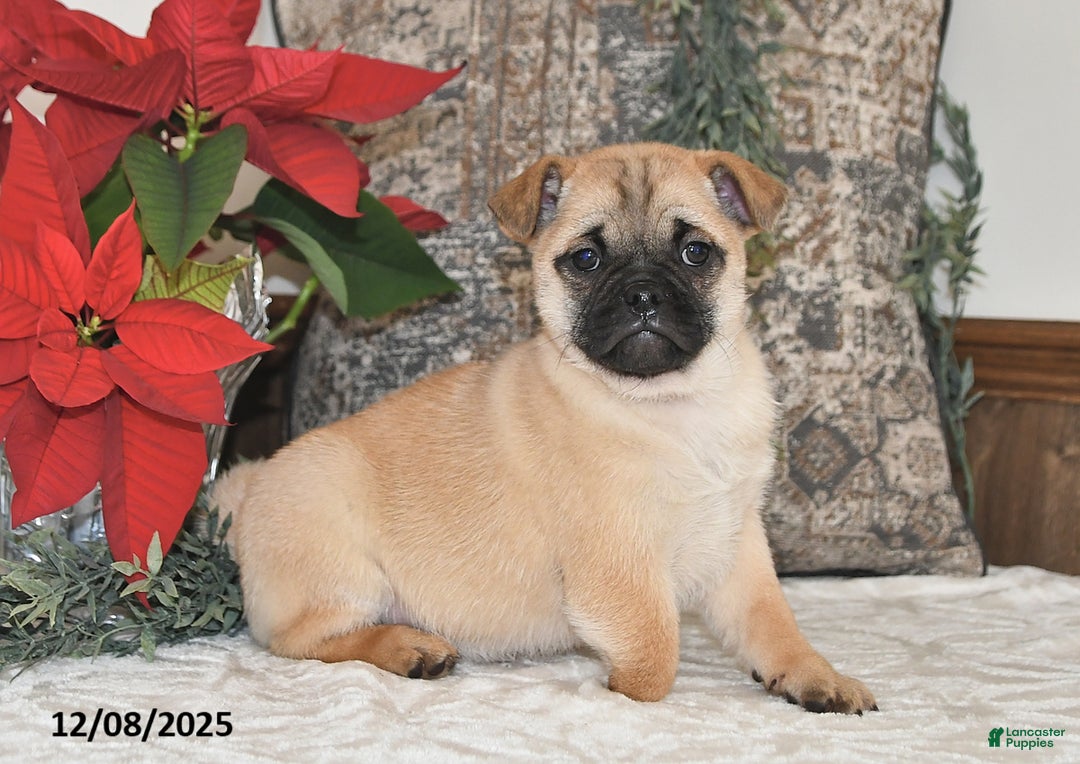 Mixed Breed dogs for sale: Adorable  Special Needs - Ad 5