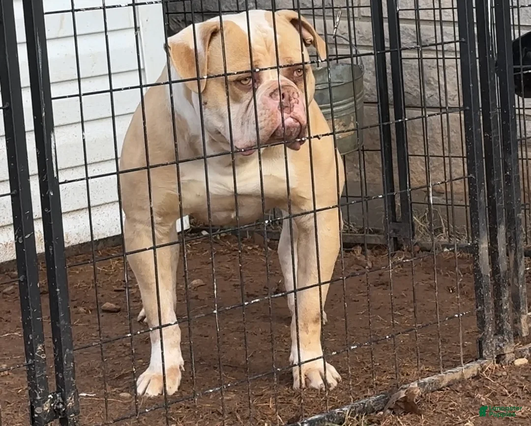 Gallery Image {{count}}