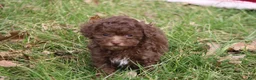 Toy Poodle dogs for sale: Lacey - Ad 5