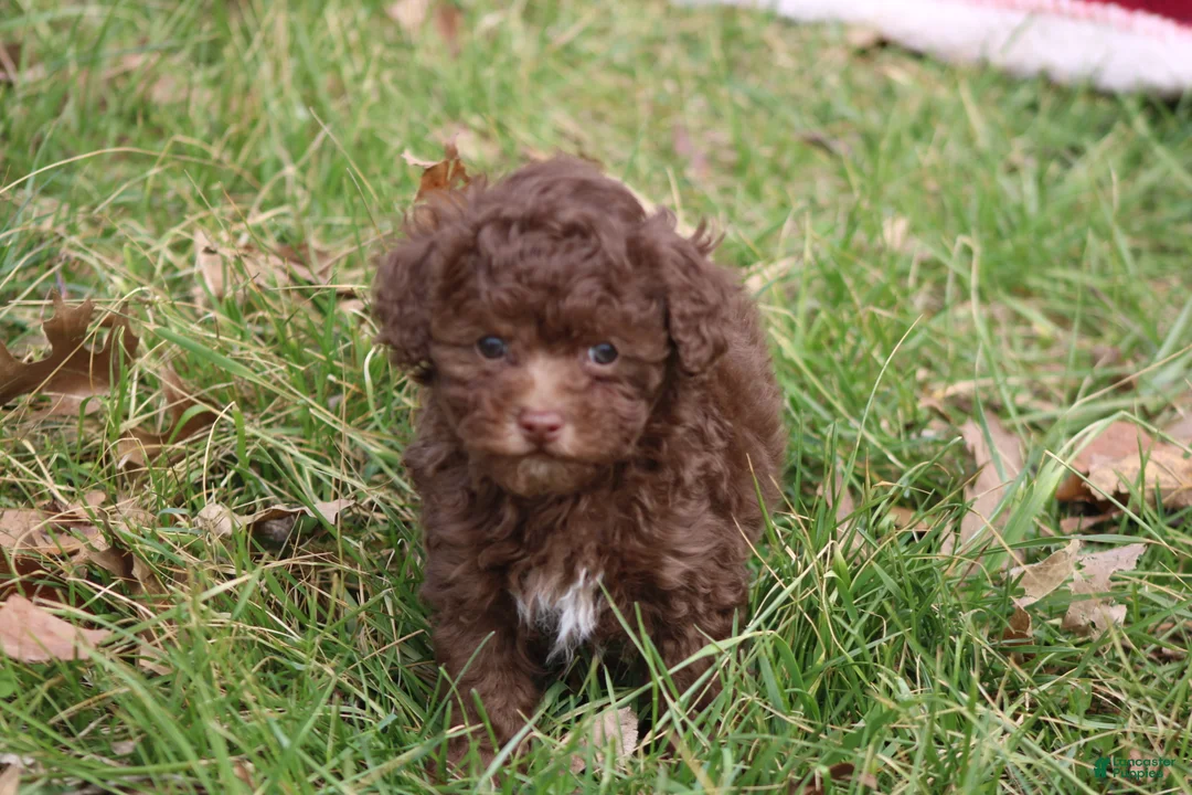 Toy Poodle dogs for sale: Lacey - Ad 5