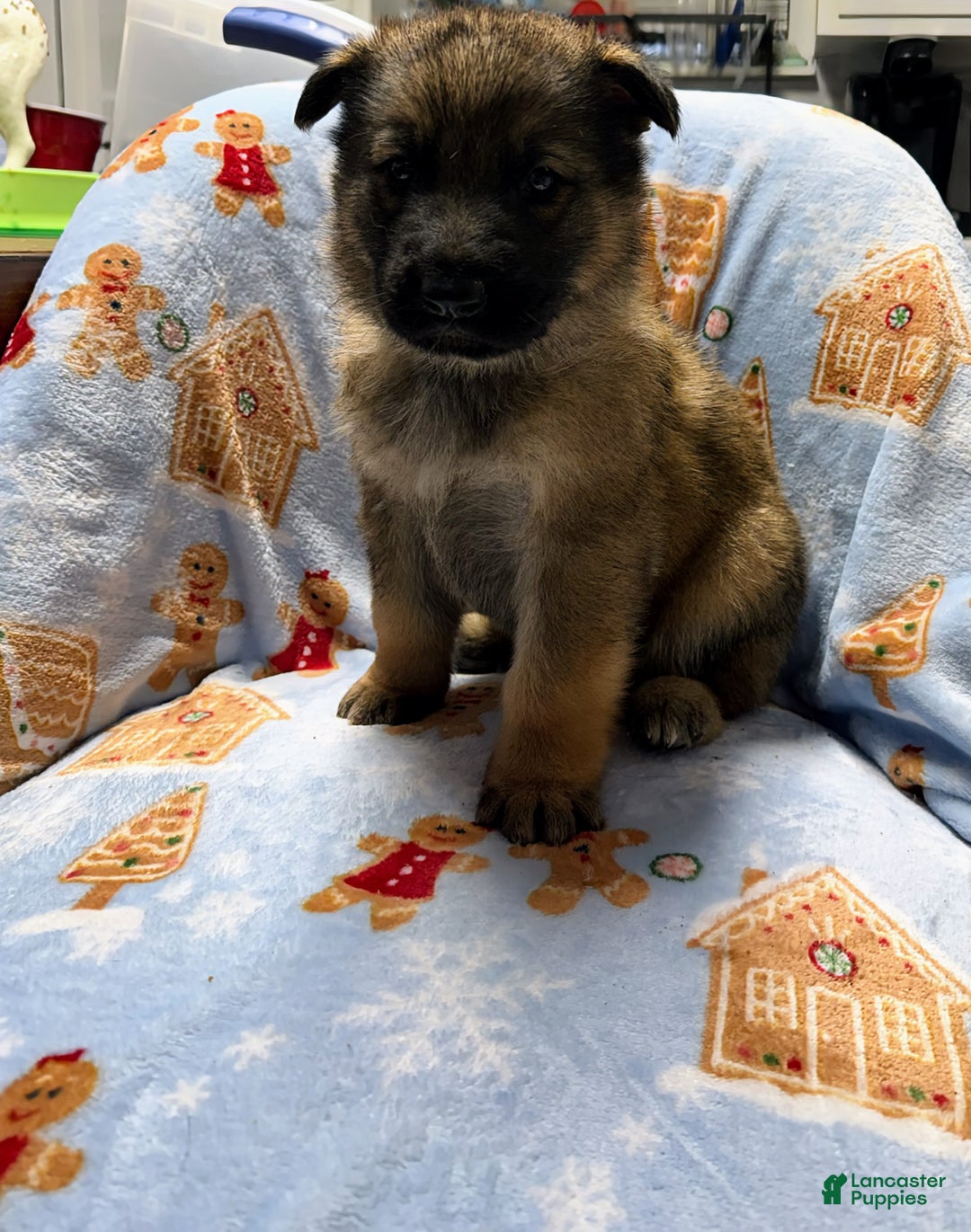 German Shepherd dogs for sale: Titus - Ad 1