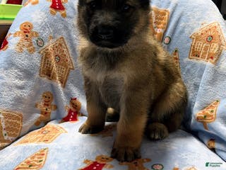 German Shepherd dogs Titus - Ad 40