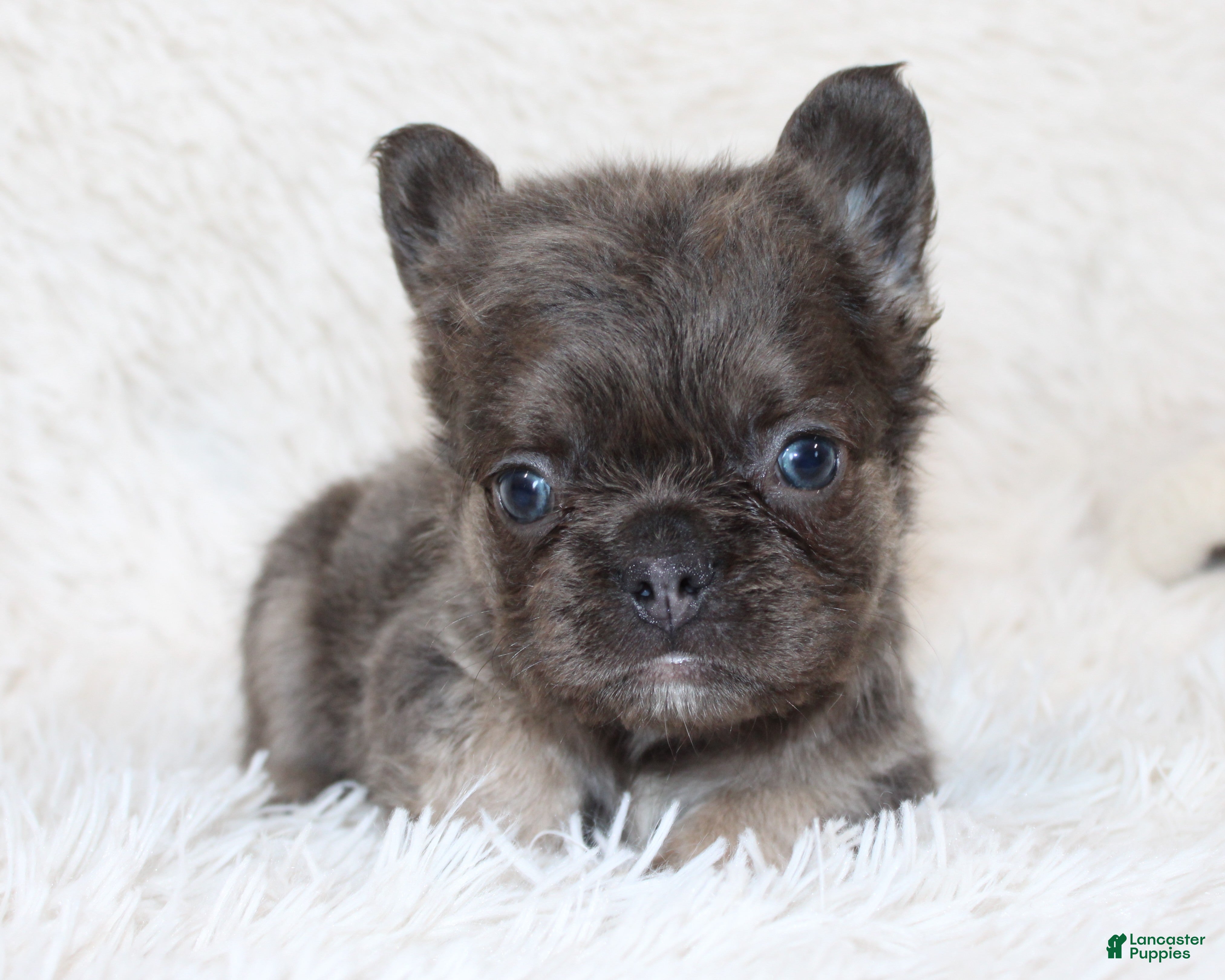 French Bulldog dogs Isaac - Ad 2