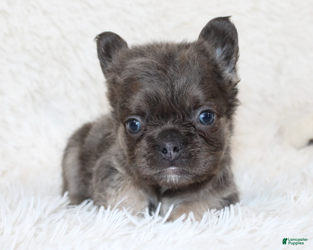 French Bulldog dogs for sale: Isaac - Ad 2