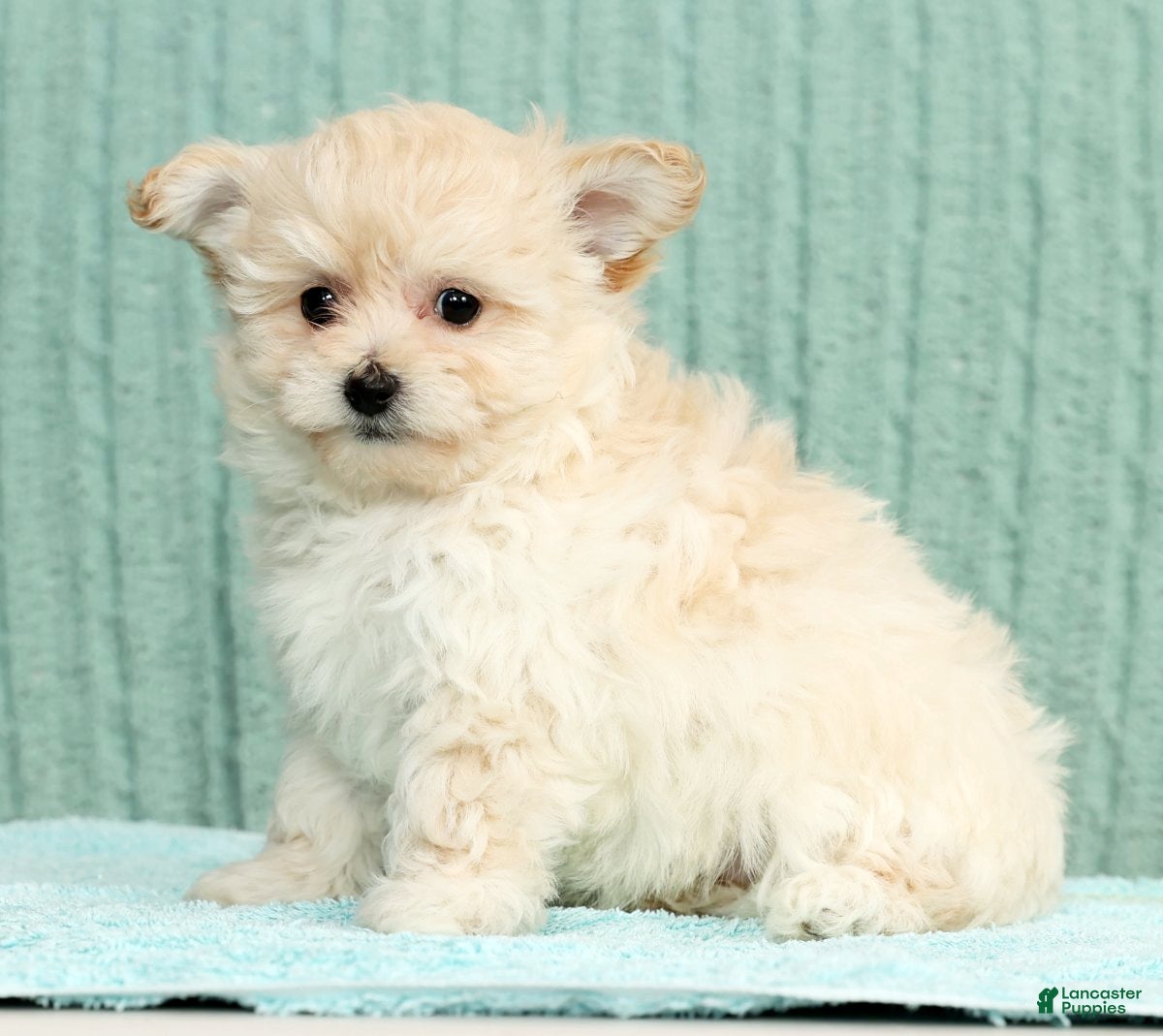 Pomapoo dogs Tammy - Ad 10