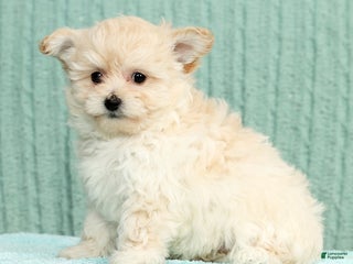 Pomapoo dogs Tammy - Ad 1