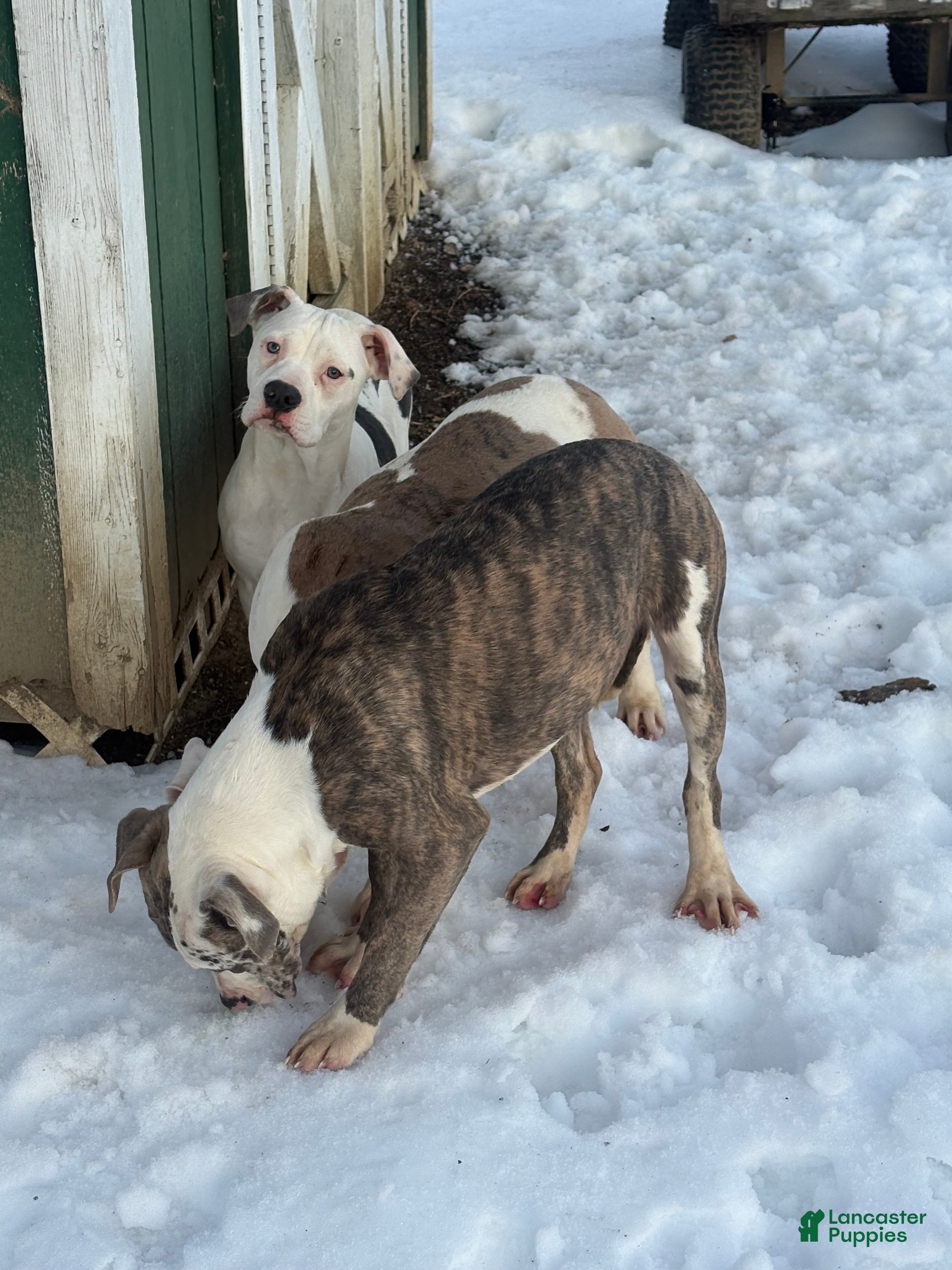 Mixed Breed dogs Zophia - Ad 2