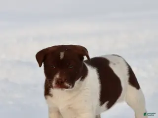 Mixed Breed dogs Coco - Ad 42