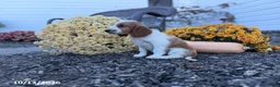 Welsh Springer Spaniel dogs for sale: Luna - Ad 7
