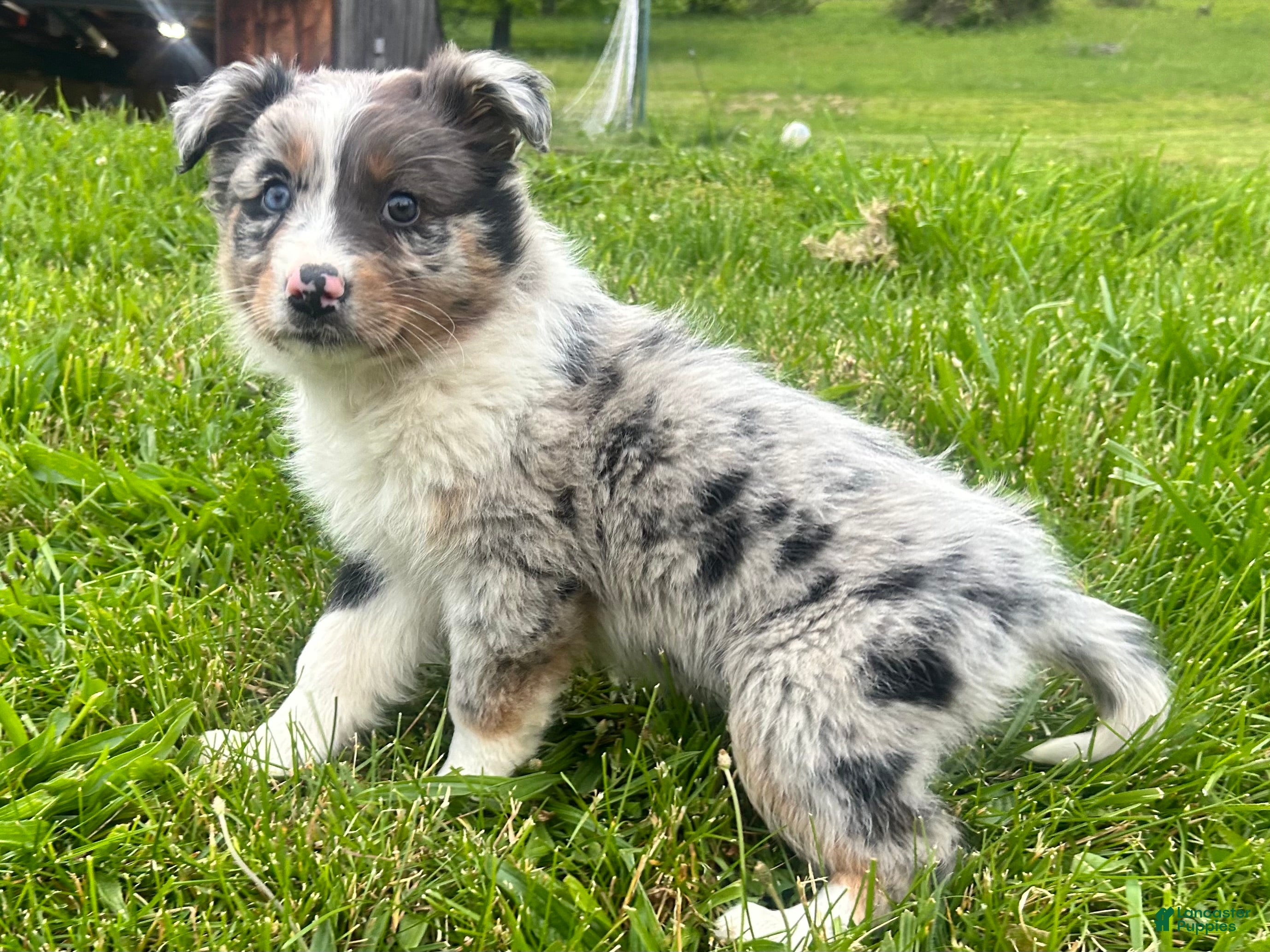Australian Shepherd dogs Thing 2 - Ad 2