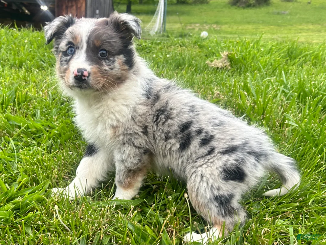 Australian Shepherd dogs for sale: Thing 2 - Ad 2