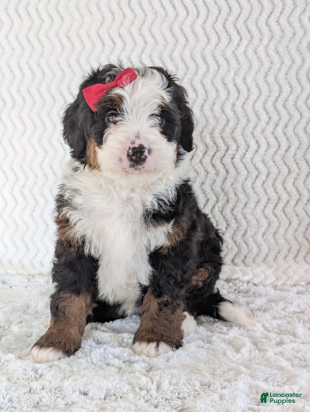 Mini Bernedoodle dogs for sale: Mini Jamie  - Ad 13