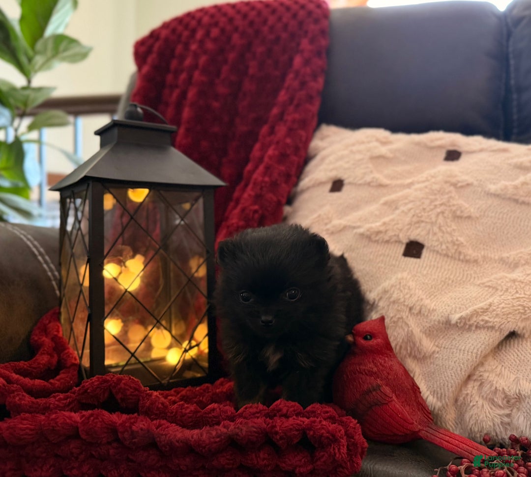 Pomeranian dogs for sale: Winterberry - Ad 4