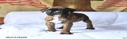 Boxer dogs for sale: Boger - Ad 3