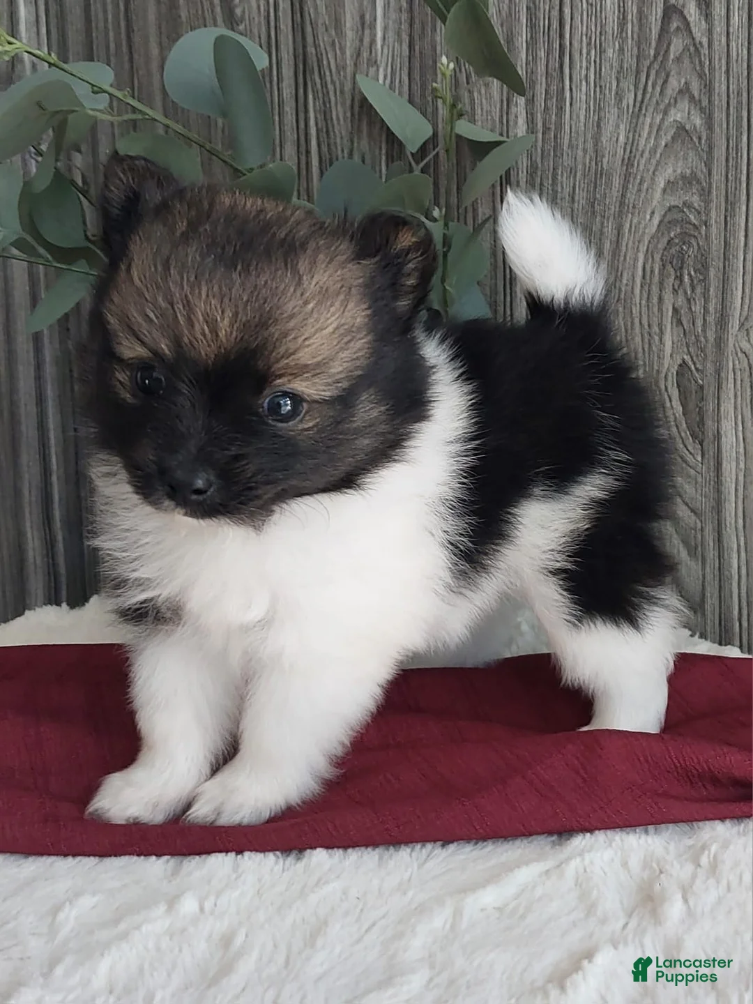Pomeranian dogs for sale: Lexi - Ad 2