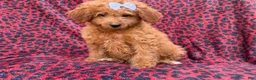 Mini Goldendoodle dogs for sale: Darcy - Ad 8