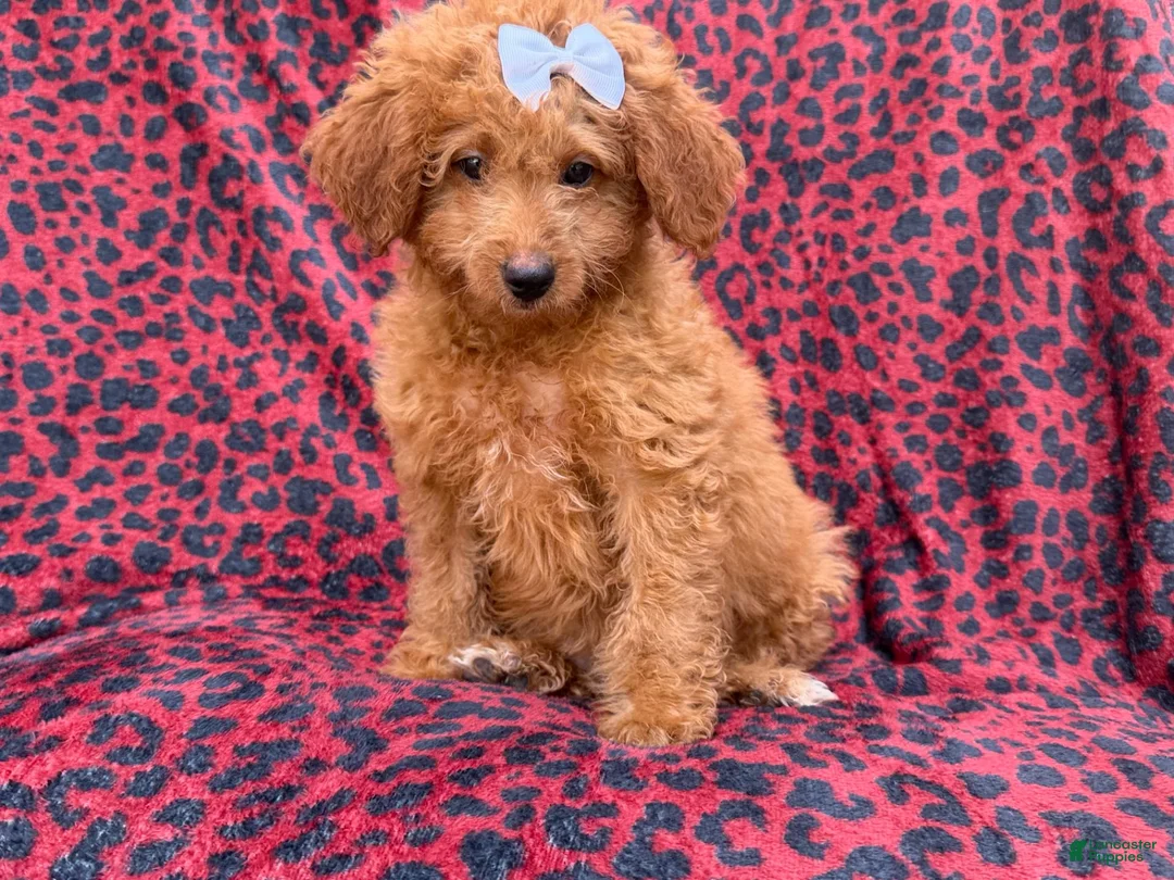 Mini Goldendoodle dogs for sale: Darcy - Ad 8