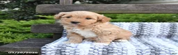 Mini Goldendoodle dogs for sale: Bandit - Ad 3