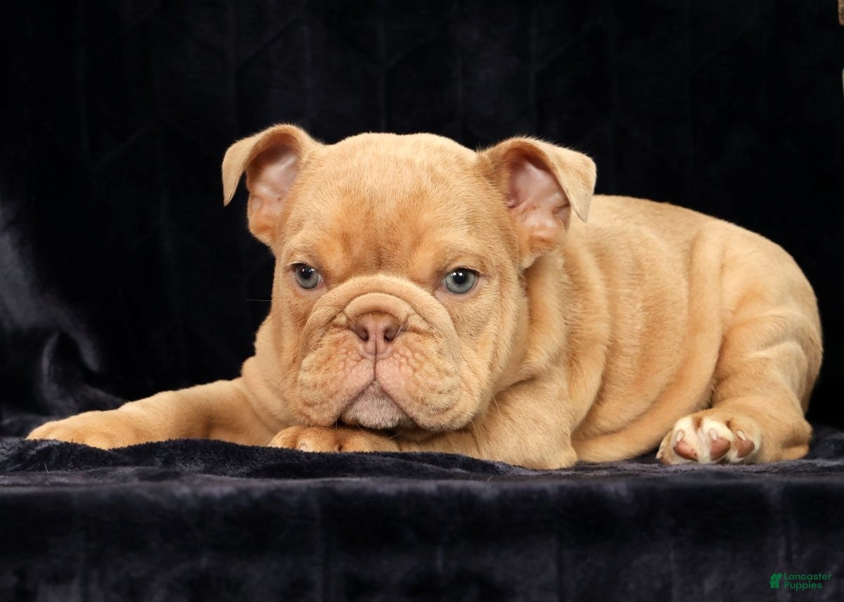 English Bulldog dogs for sale: Gus - Ad 3