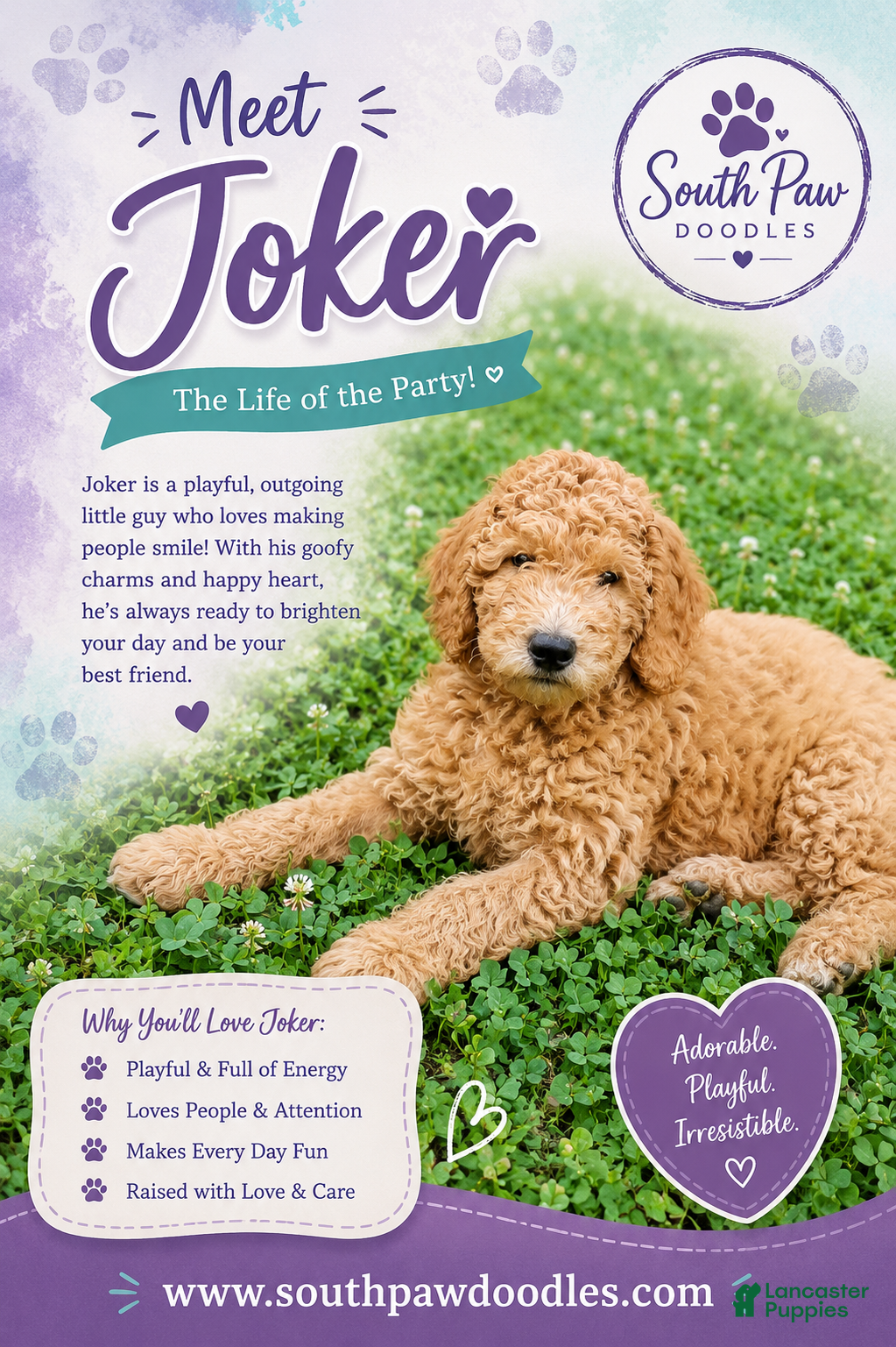 Goldendoodle dogs Joker - Ad 1