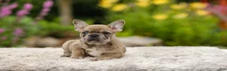 French Bulldog dogs for sale: Gretta - Ad 13