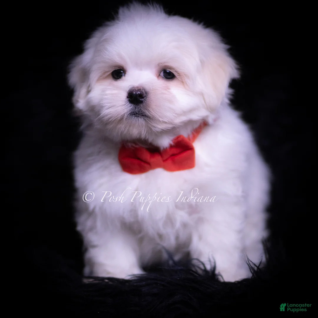 Maltese dogs for sale: Zippy - Ad 1