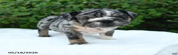 English Bulldog dogs for sale: Sage - Ad 2