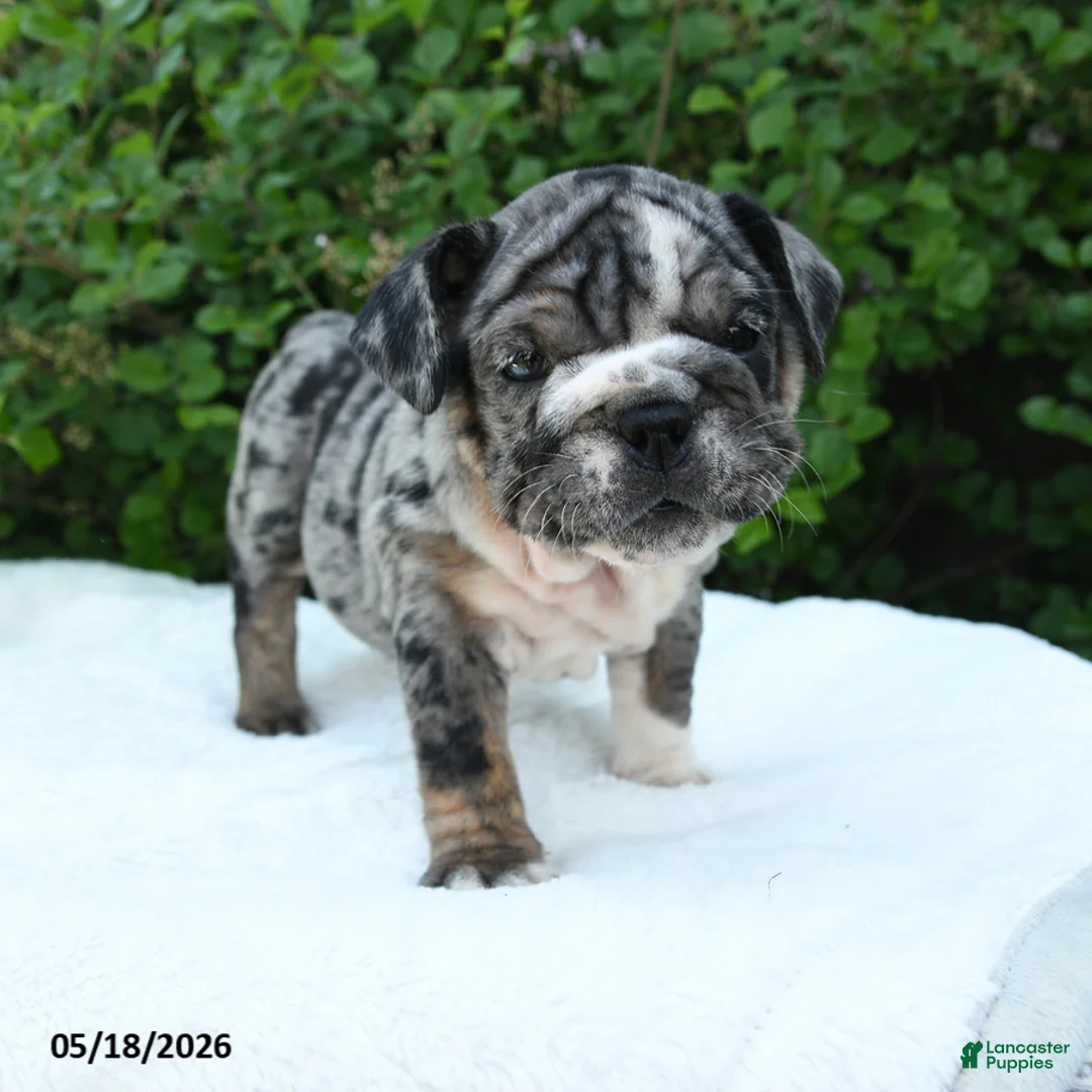 English Bulldog dogs for sale: Sage - Ad 2
