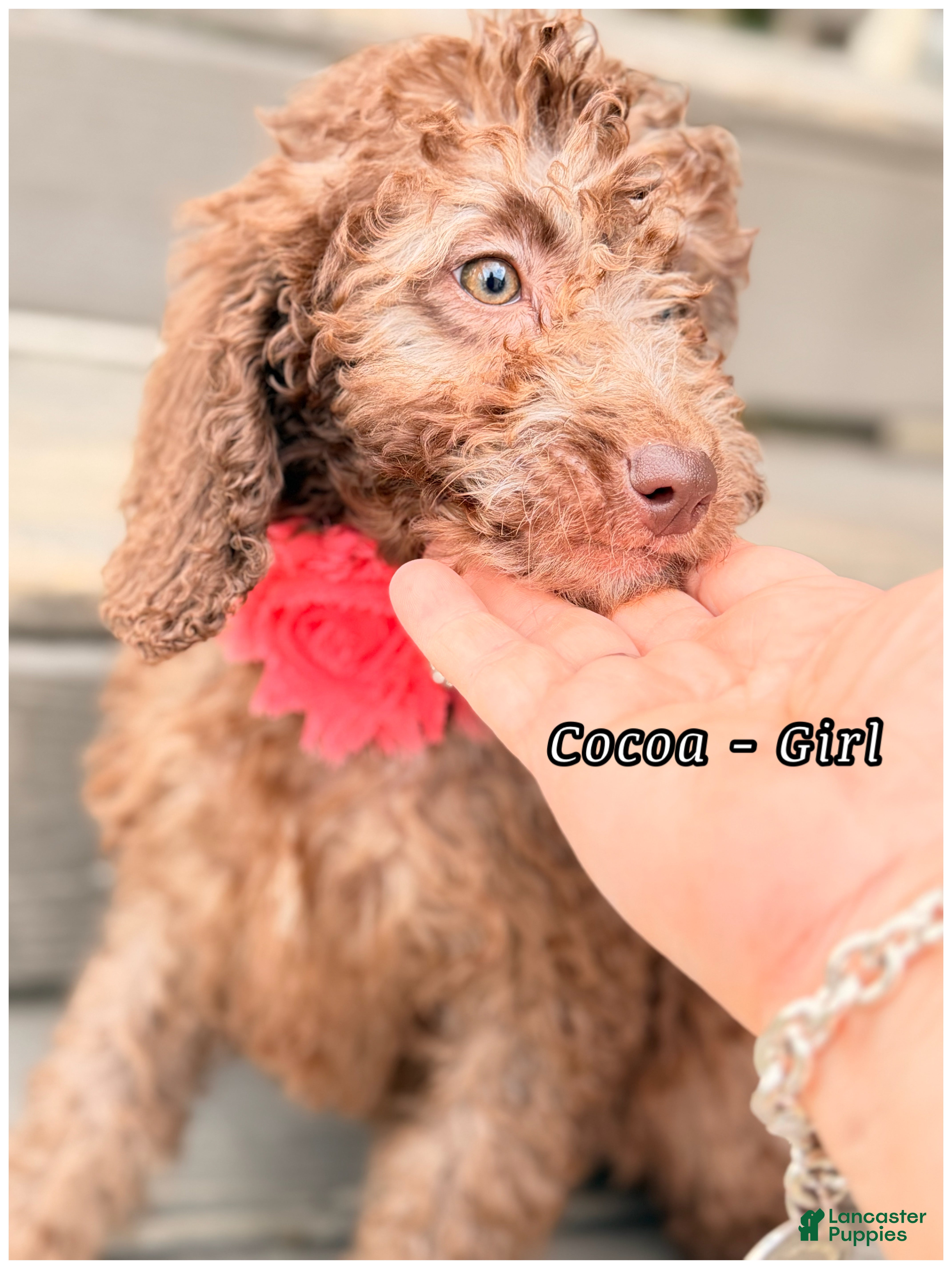 Mini Sheepadoodle dogs Cocoa- Girl - Ad 15