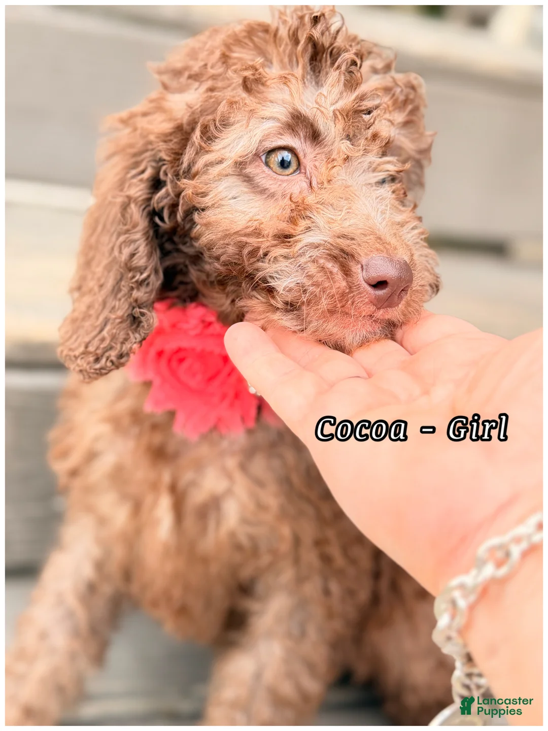 Mini Sheepadoodle dogs for sale: Cocoa- Girl - Ad 1