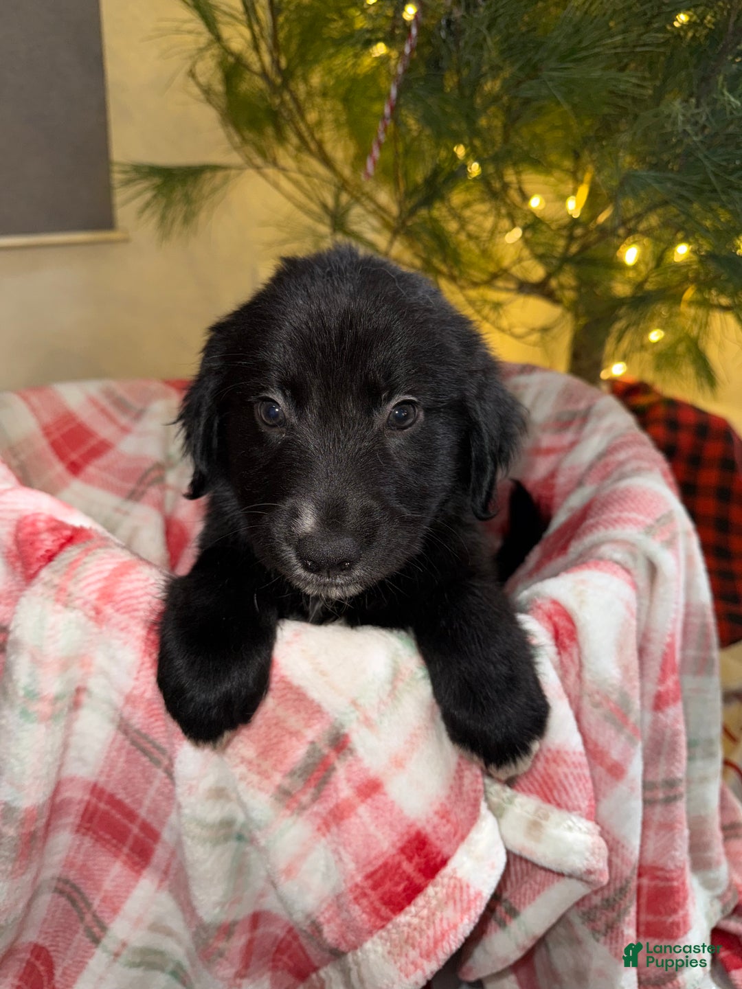 Mixed Breed dogs for sale: Duke - Ad 3