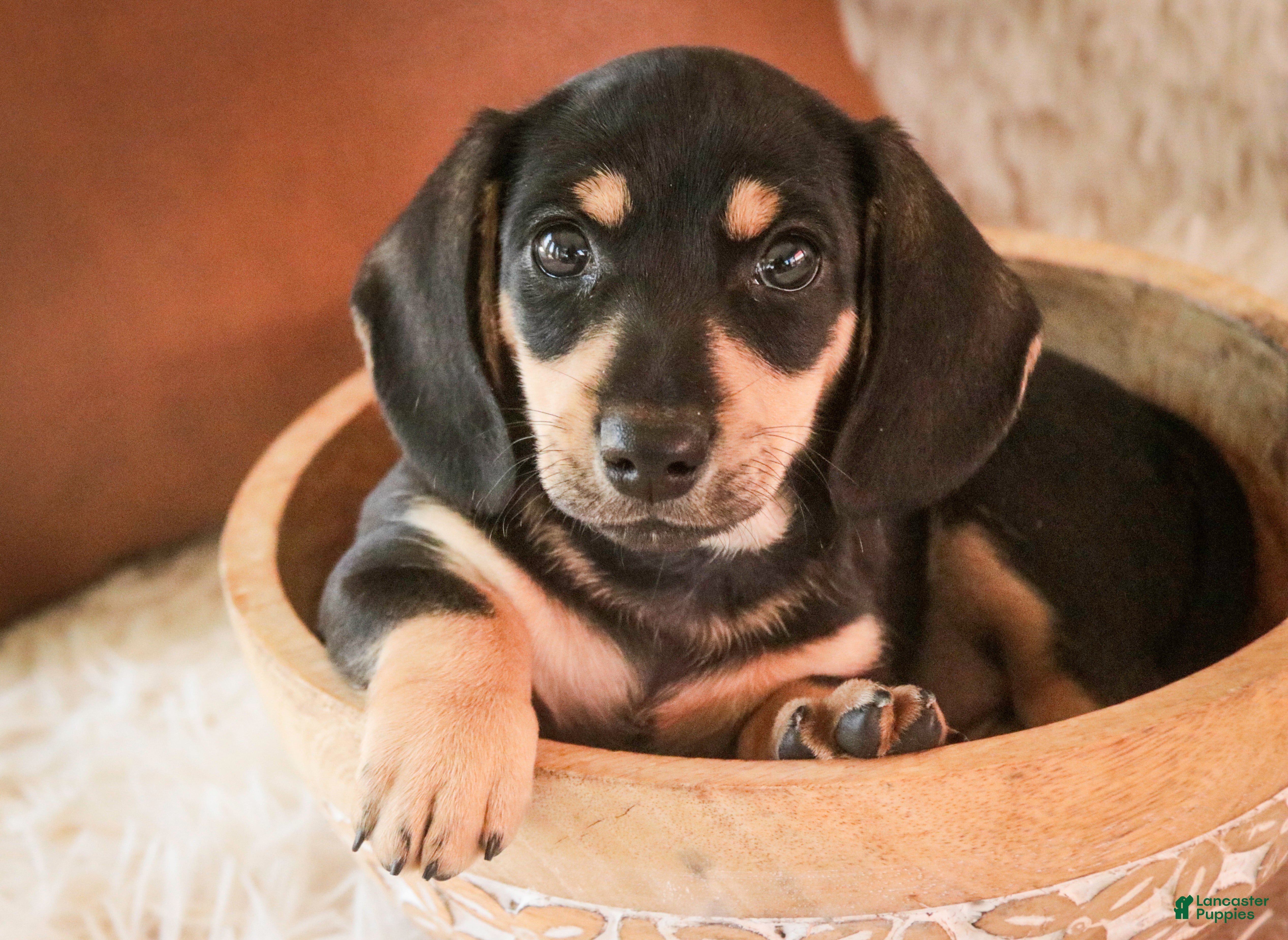 Miniature Dachshund dogs Bart - Ad 2