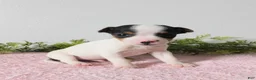 Jack Russell Terrier dogs for sale: Tinker - Ad 2