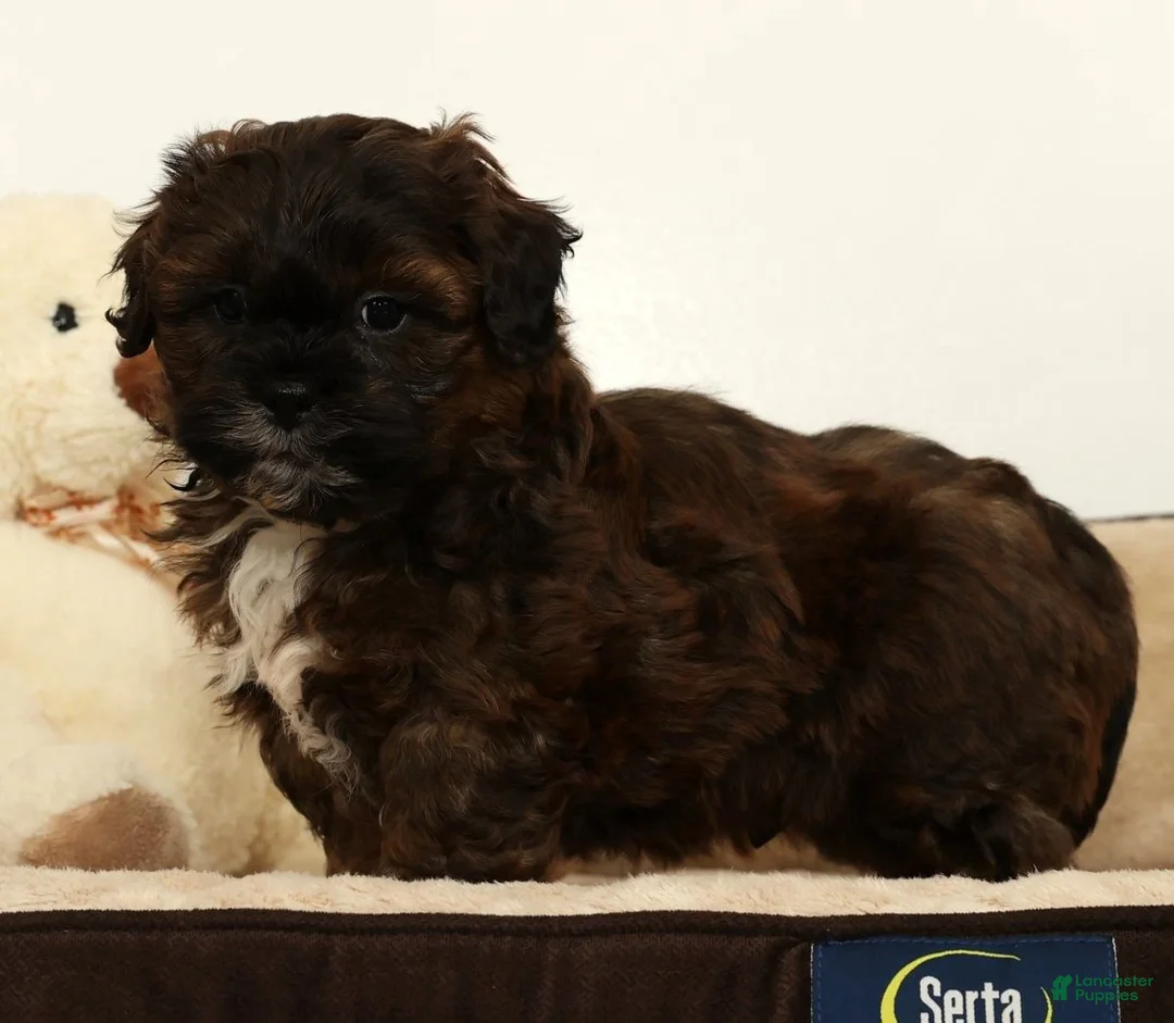 Shihpoo dogs for sale: Scotty - Ad 5