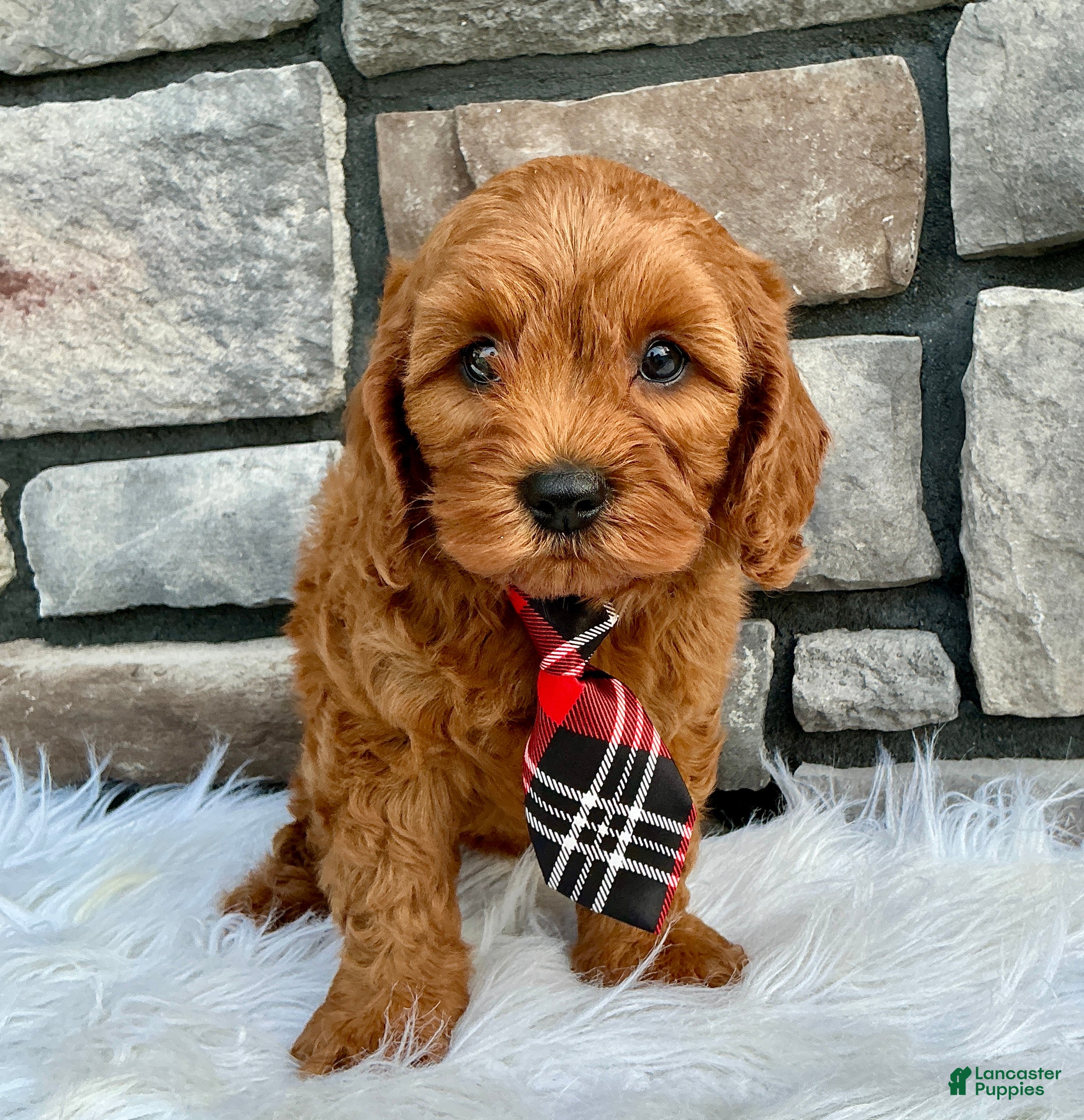 Cavapoo dogs for sale: Maverick - Ad 4